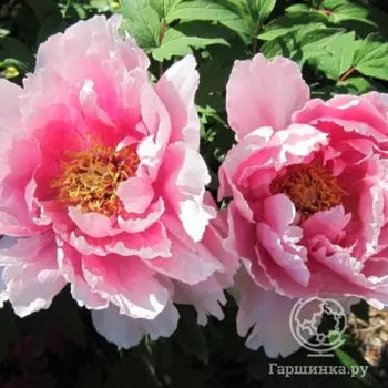 Пион Ханаасоби древовидный