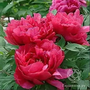 Пион Хиакасен древовидный