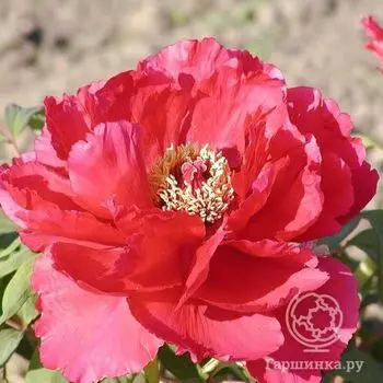 Пион Хоку древовидный