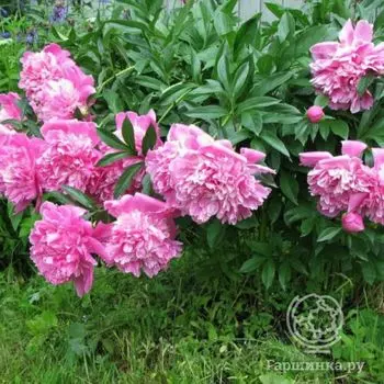 Пион Эмпайр Стейт