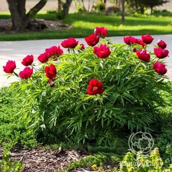 Пион Эрли Скаут