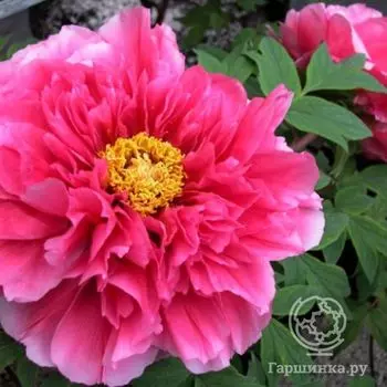 Пион Као древовидны