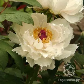 Пион Микуни-но-Акэбоно древовидный