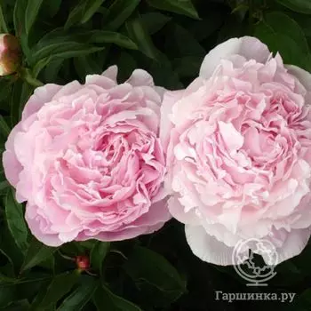 Пион Миртл Джентри