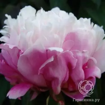 Пион Пичес энд Крим