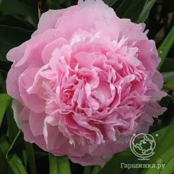 Пион Пинк Суприм