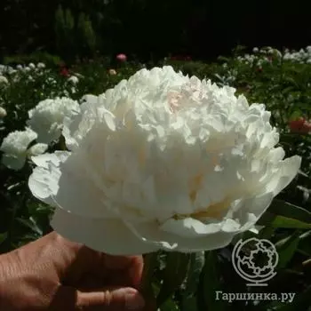 Пион Сноу Суприм