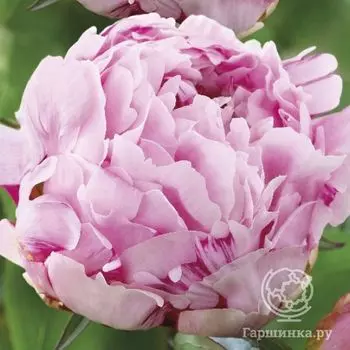 Пион Сюзетт