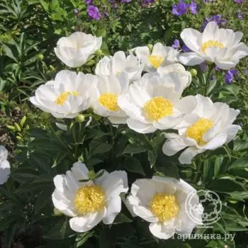 Пион Ян Ван Левен