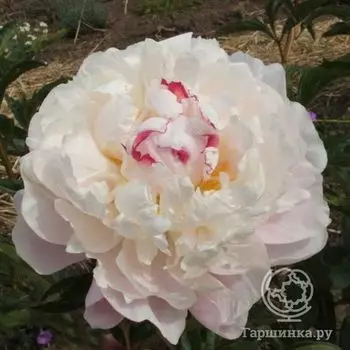 Пион Зюс Браун