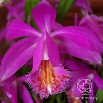 Плейоне Тонгариро