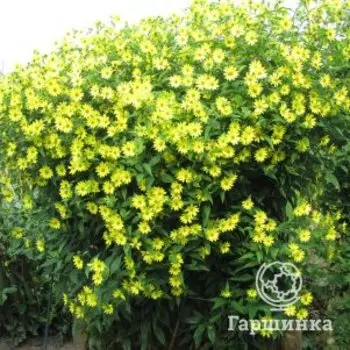 Подсолнечник Лемон Квин