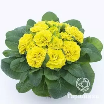 Примула Беларина Дей Глоу Еллоу