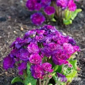 Примула Беларина Руби Шампань