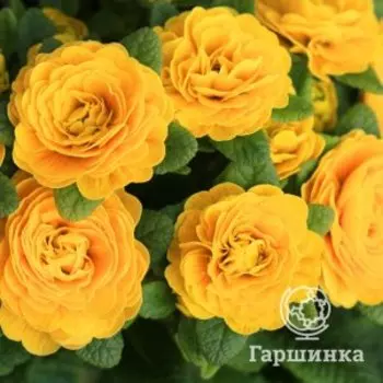 Примула Беларина Спринг Сан