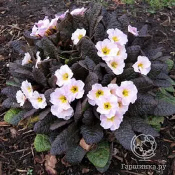 Примула Драмклифф