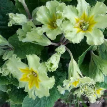 Примула Франческа