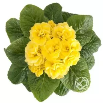 Примула Гетор Петтикот Еллоу махровая