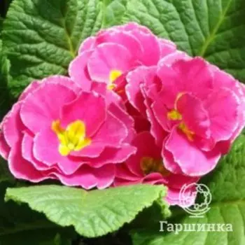 Примула Гетор Петтикот Лилак махровая