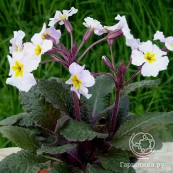 Примула Юлии Гаррияр Дженевер