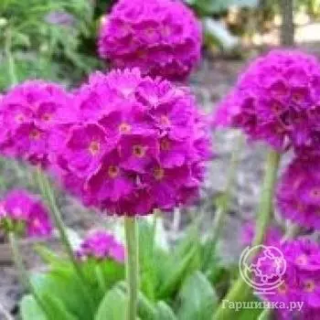 Примула мелкозубчатая Рубин/Лилак