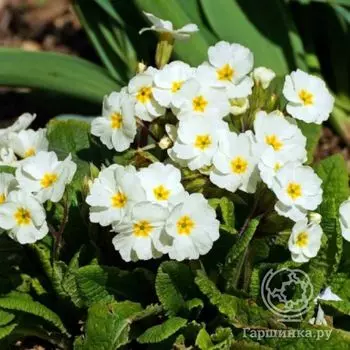 Примула обыкновенная Карригдейл