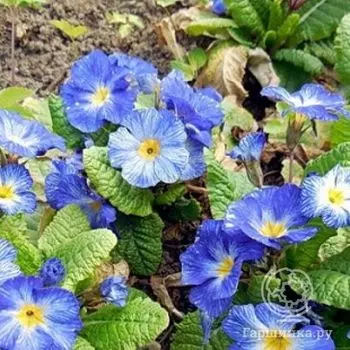 Примула обыкновенная Тай Дай