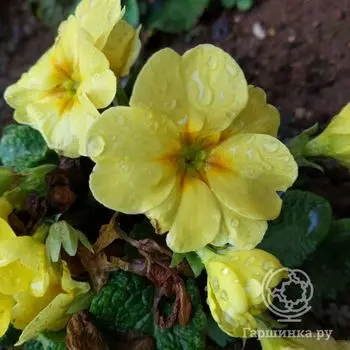 Примула обыкновенная Тара