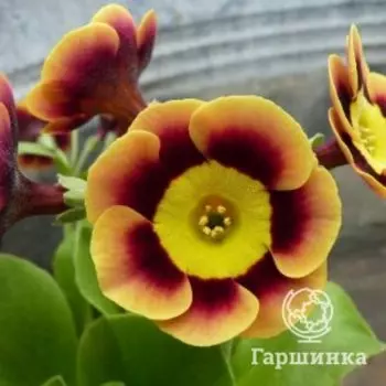 Примула Пирс Телфорд
