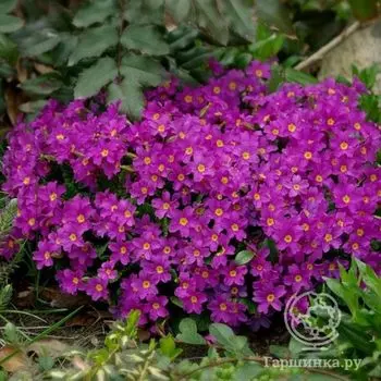 Примула Ванда