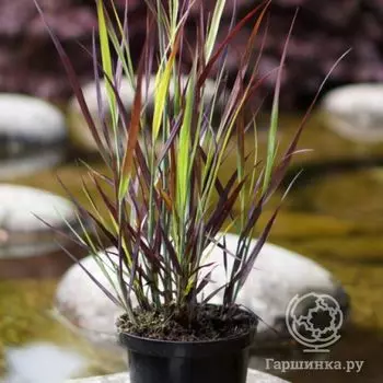 Просо прутьевидное Пепл Бриз