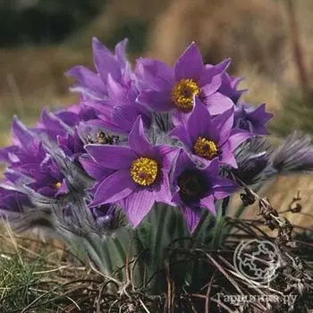 Прострел обыкновенный