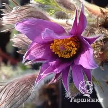 Прострел Папагено Плам обыкновенный