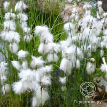 Пушица узколистная