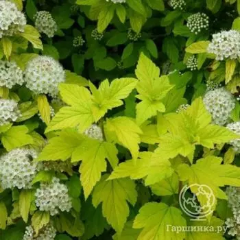 Пузыреплодник Дартс Голд