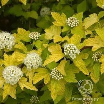 Пузыреплодник Дартс Голд