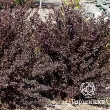 Пузыреплодник Литтл Девил