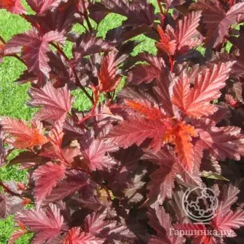 Пузыреплодник Литтл Энджел