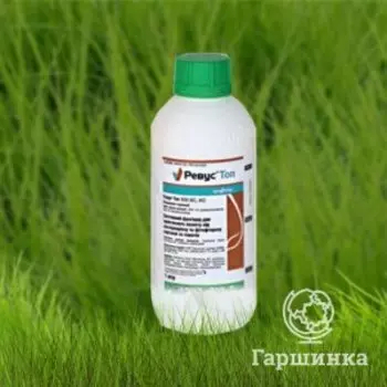 Ревус Топ