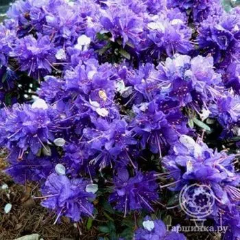 Рододендрон Азурика