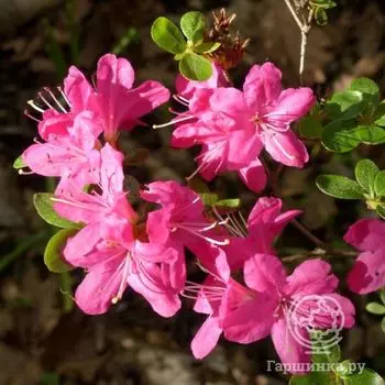 Рододендрон Диамант Роза
