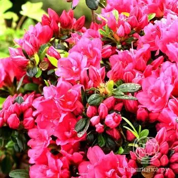 Рододендрон Канцонетта