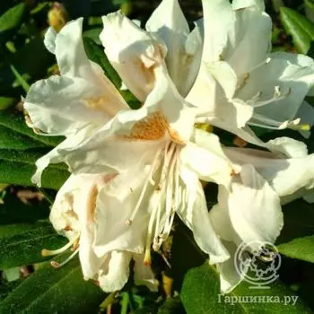 Рододендрон Каннингемс Уайт