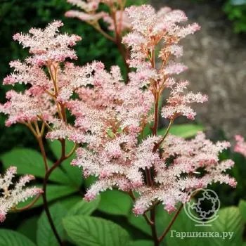 Роджерсия Ди Шон перистая