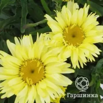Ромашка (Нивяник) Голдсмит