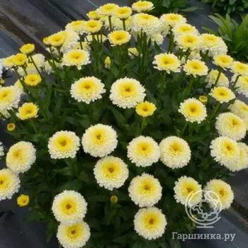 Ромашка (Нивяник) Луна (Leucanthemum Luna)