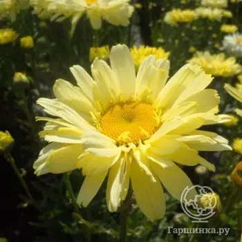 Ромашка (Нивяник) Реал Дрим