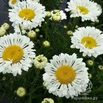 Ромашка (Нивяник) Реал Нит (Leucanthemum superbum Real Neat)