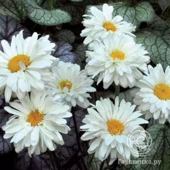 Ромашка (Нивяник) Викториан Секрет (Leucanthemum Victirian Secret)