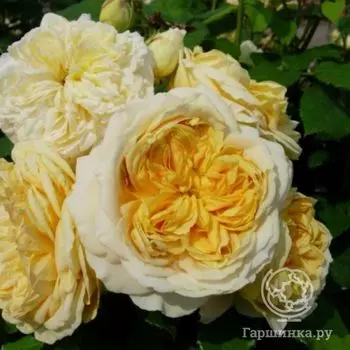 Роза 100 идей сада, Гийо